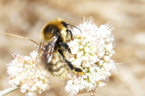 Red-belted Bumble Bee