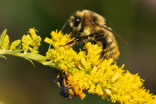 Red-belted Bumble Bee