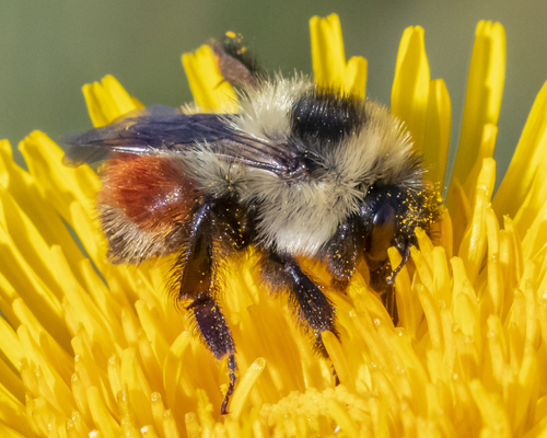 Red-belted Bumble Bee