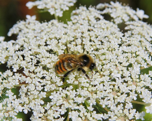 Red-belted Bumble Bee