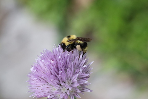 Red-belted Bumble Bee