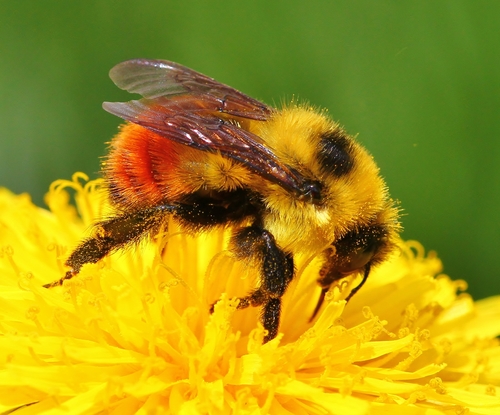 Red-belted Bumble Bee