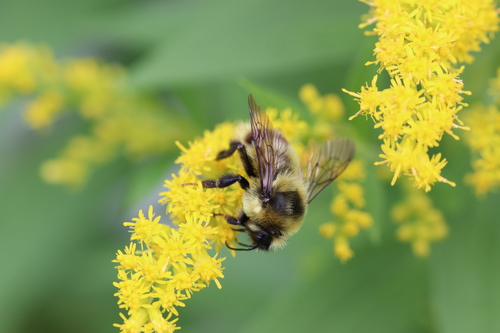 Red-belted Bumble Bee