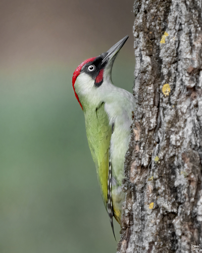 Eurasian Green Woodpecker