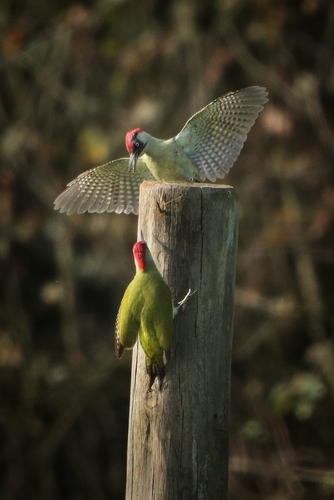 Eurasian Green Woodpecker