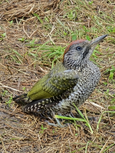 Eurasian Green Woodpecker