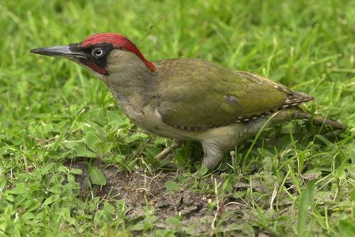 Eurasian Green Woodpecker