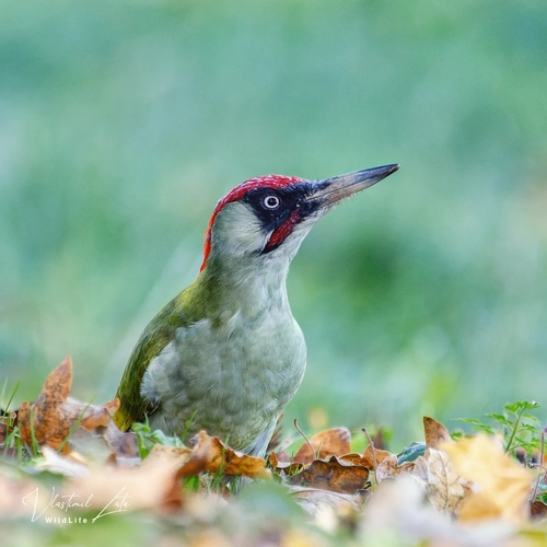 Eurasian Green Woodpecker
