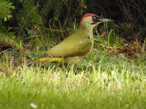 Eurasian Green Woodpecker