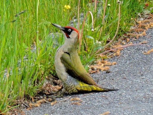 Eurasian Green Woodpecker