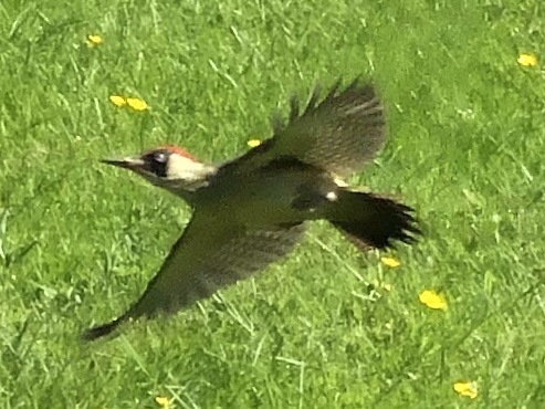 Eurasian Green Woodpecker