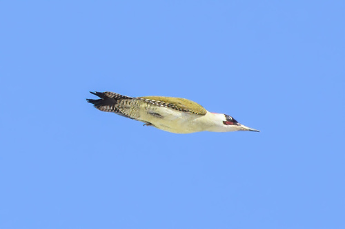 Eurasian Green Woodpecker
