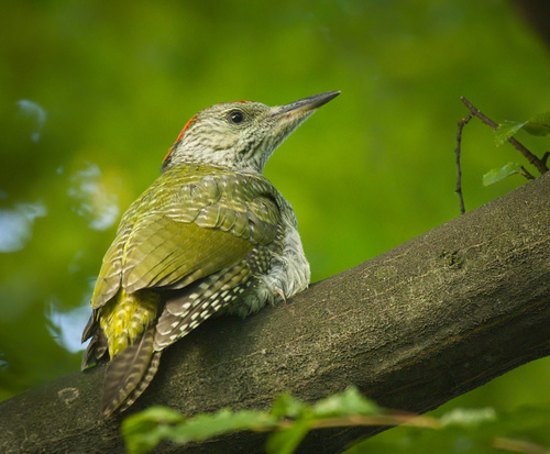 Eurasian Green Woodpecker