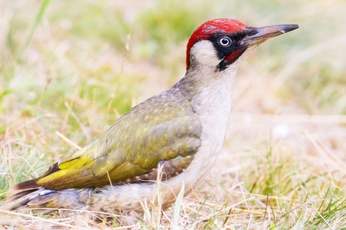 Eurasian Green Woodpecker