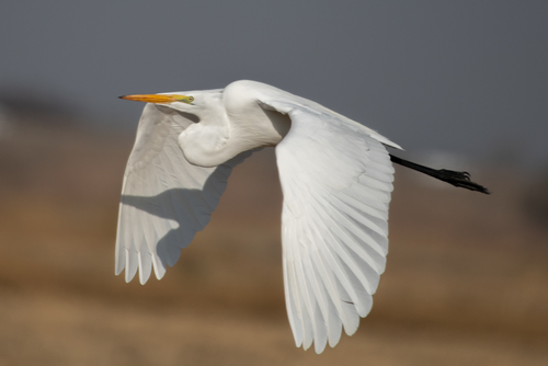 Great Egret