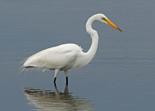 Great Egret