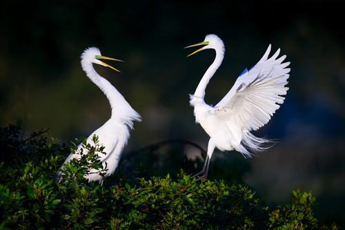 Great Egret