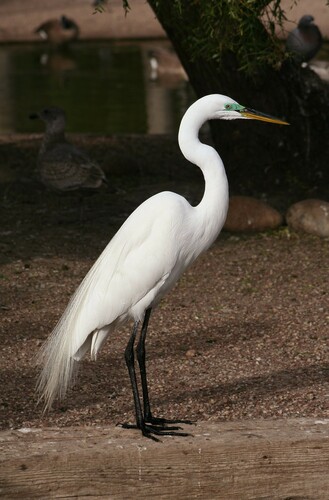Great Egret