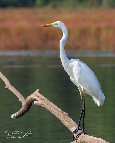 Great Egret