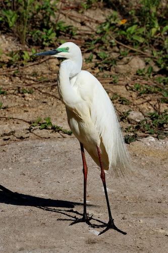 Great Egret