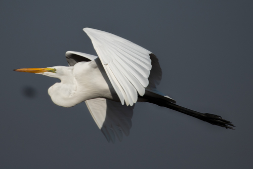 Great Egret