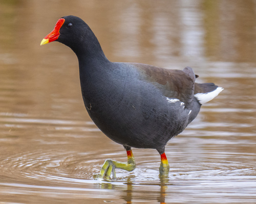 Common Gallinule
