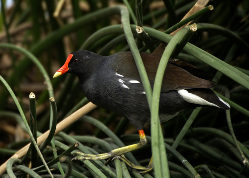 Common Gallinule