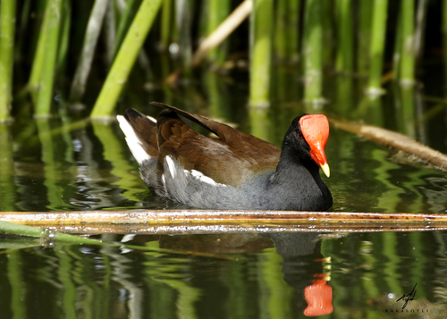 Common Gallinule
