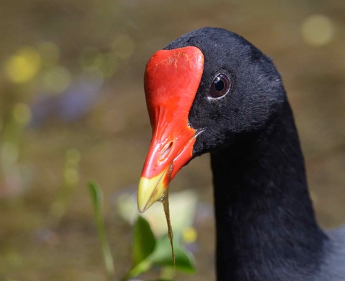 Common Gallinule