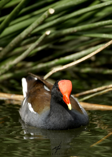 Common Gallinule
