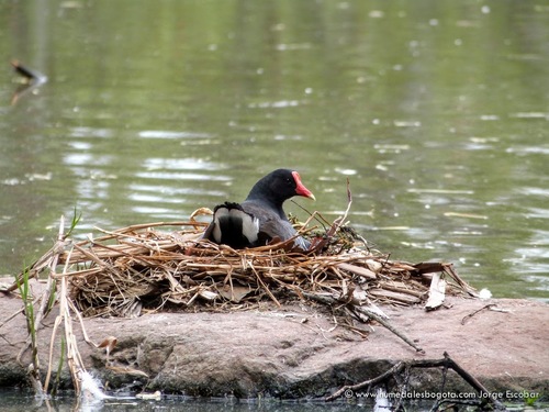 Common Gallinule