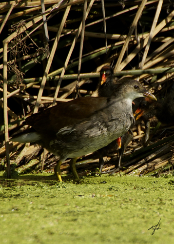 Common Gallinule