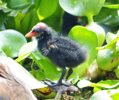 Common Gallinule