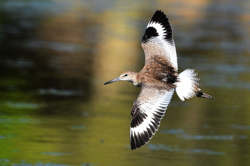 Willet