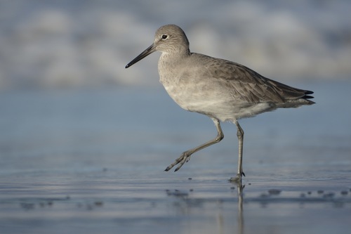 Willet