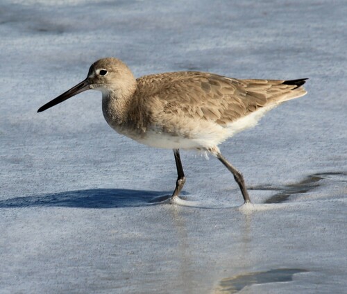Willet