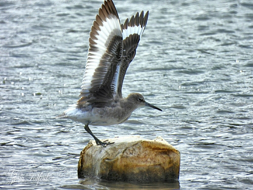 Willet