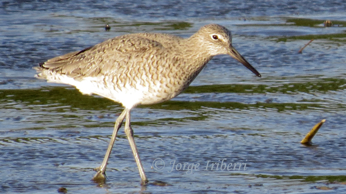 Willet
