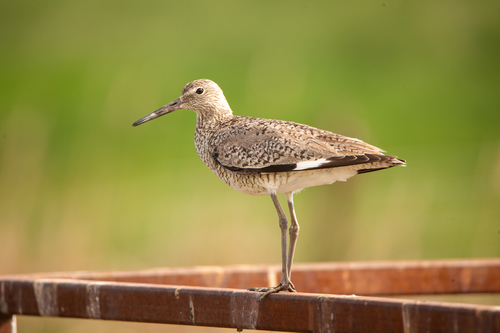 Willet
