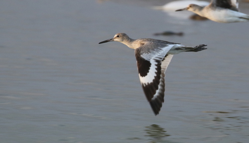 Willet