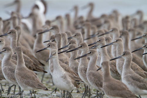 Willet