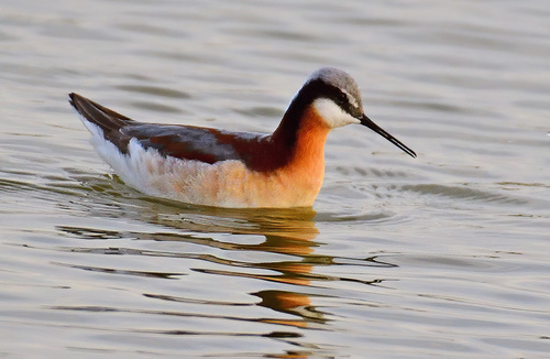 Wilson's Phalarope