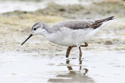 Wilson's Phalarope