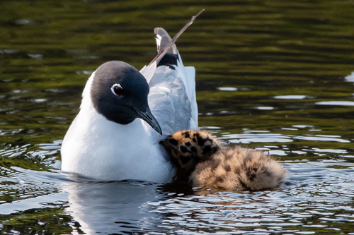 Bonaparte's Gull