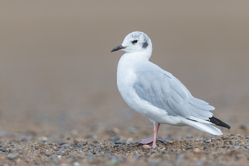 Bonaparte's Gull