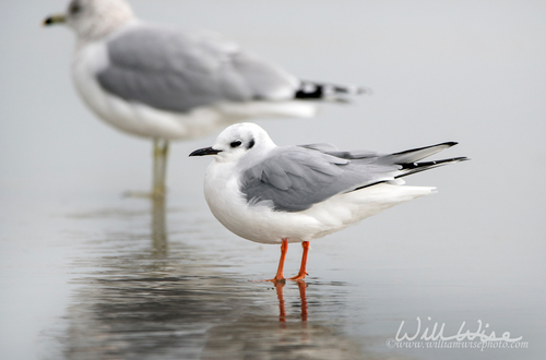 Bonaparte's Gull