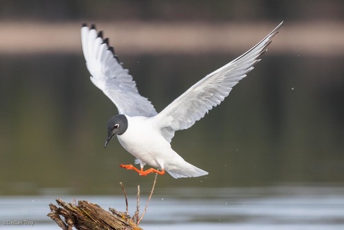 Bonaparte's Gull