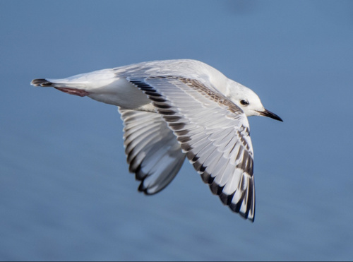 Bonaparte's Gull