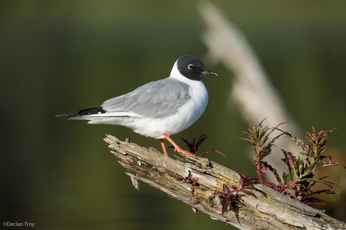 Bonaparte's Gull