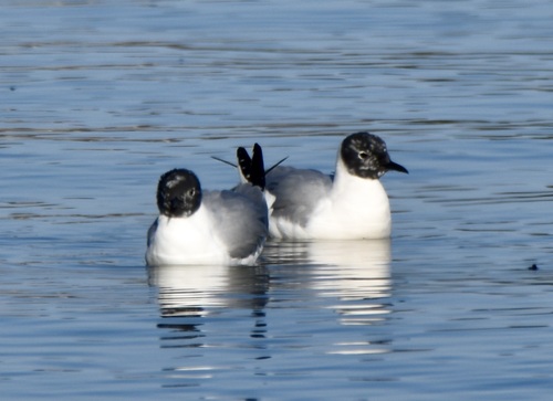 Bonaparte's Gull